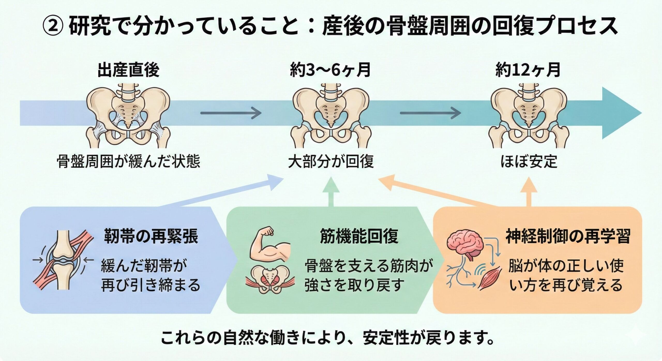 産後の骨盤回復プロセス：靭帯の再緊張→筋機能回復→神経制御の再学習